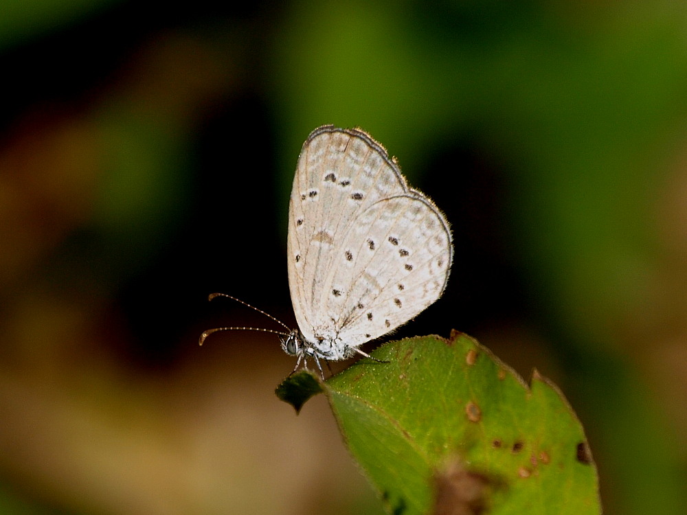 香港の蝶　その４☆シジミチョウ科（１）　リストとホリイコシジミ発見_a0146869_65855.jpg