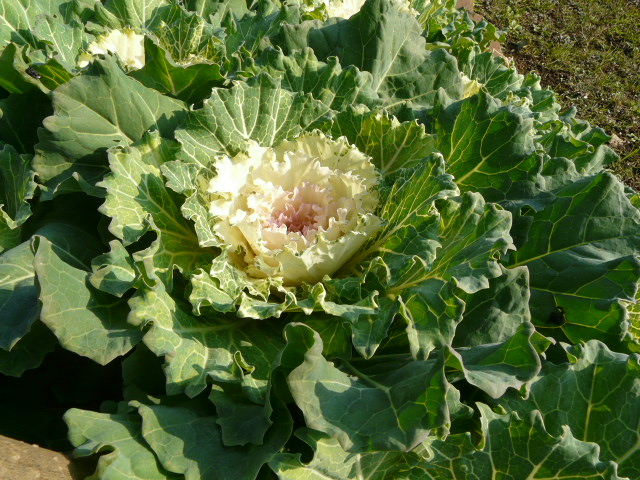 ハボタンはキャベツ のん木草 みどり見て歩き ハボタンはキャベツ のん木草 みどり見て歩き