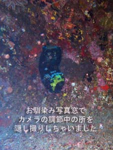 ワイドもマクロもOK!欲張りダイビング★_f0144385_23104117.jpg