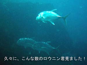 ワイドもマクロもOK!欲張りダイビング★_f0144385_23105572.jpg