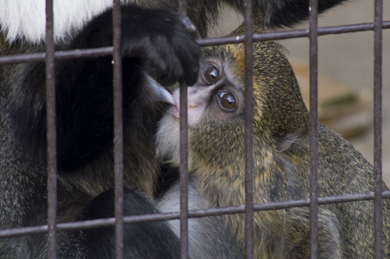 県立砥部動物園_c0145699_13555052.jpg