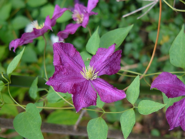 a0123003_17373011.jpg