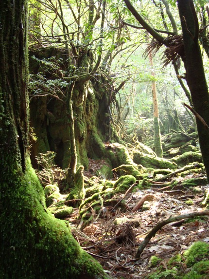 屋久島は美人さんです・・・・_c0125114_19295110.jpg