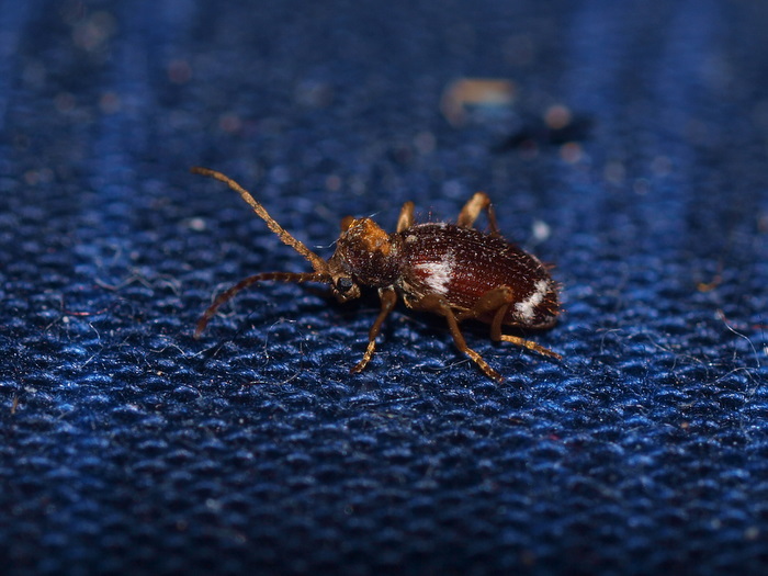 ナガヒョウホンムシ 雌♀_c0116915_2305335.jpg