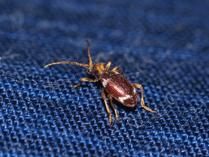 ナガヒョウホンムシ 雌♀_c0116915_2311051.jpg