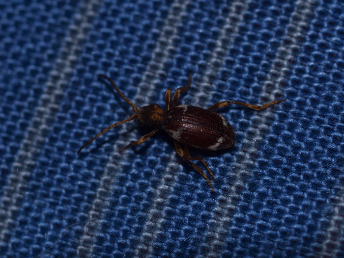 ナガヒョウホンムシ 雌♀_c0116915_23248.jpg