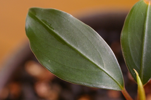 Bucephalandra motleyana”Padawan”_d0004922_1214122.jpg