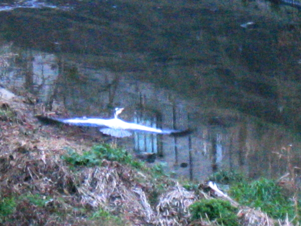 五位鷺とカルガモ・・・・・・・白髭_d0138130_8401537.jpg