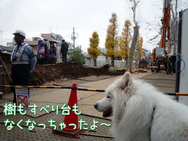 いつもどおりのお散歩_c0062832_16352454.jpg
