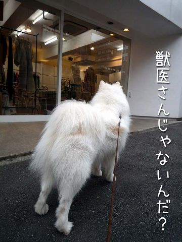 いつもどおりのお散歩_c0062832_16355869.jpg