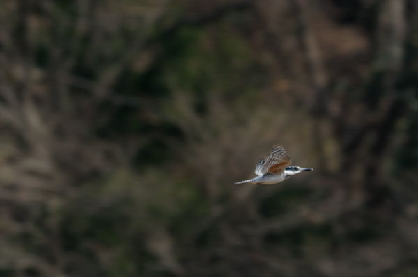 今年最後の鳥見_b0036743_18281022.jpg