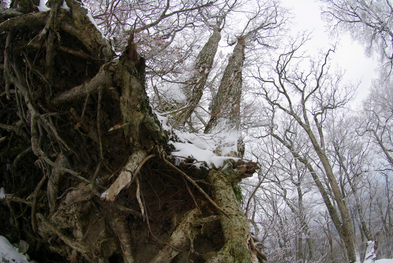 大山登山その１_a0009554_184211.jpg