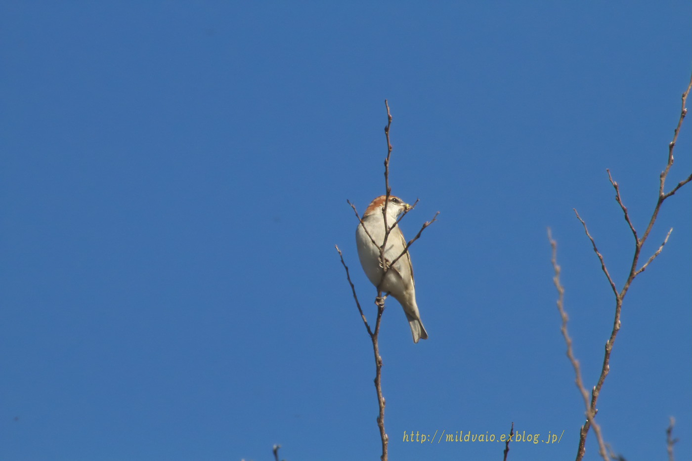 公園で見かけた鳥たち・・・_a0089554_21131692.jpg