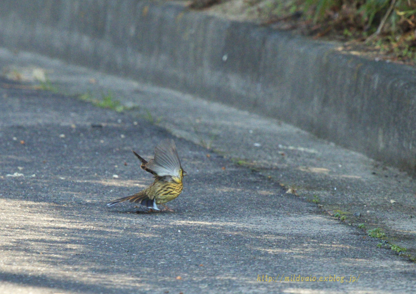 公園で見かけた鳥たち・・・_a0089554_21143368.jpg