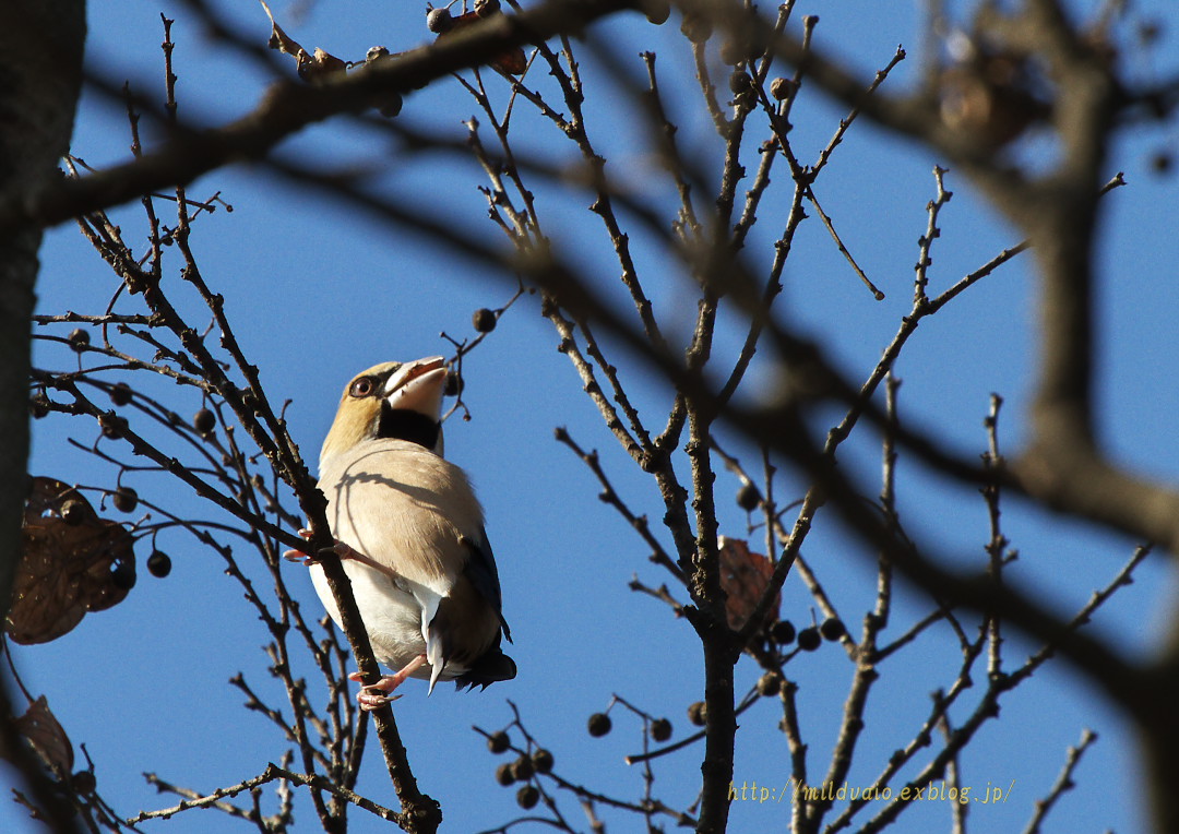 公園で見かけた鳥たち・・・_a0089554_2185519.jpg