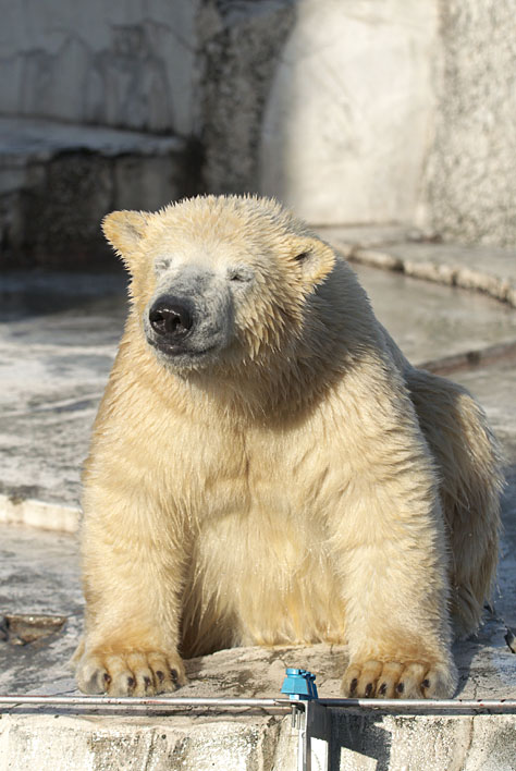 しょぼしょぼ シロクマツインズin円山動物園