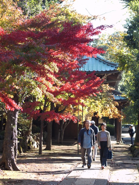 豪徳寺2009　秋を楽しむ_d0016584_1811933.jpg