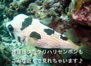 Welcome新婚さん!_f0144385_029880.jpg