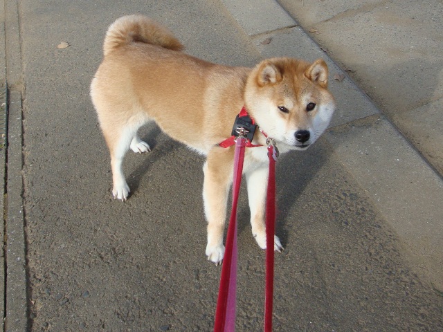 ストレス発散ですか!?_a0126590_1234268.jpg