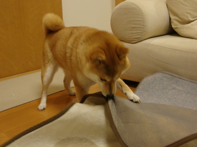 ストレス発散ですか!?_a0126590_5352756.jpg