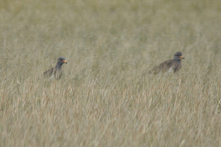 d0133693_22302713.jpg