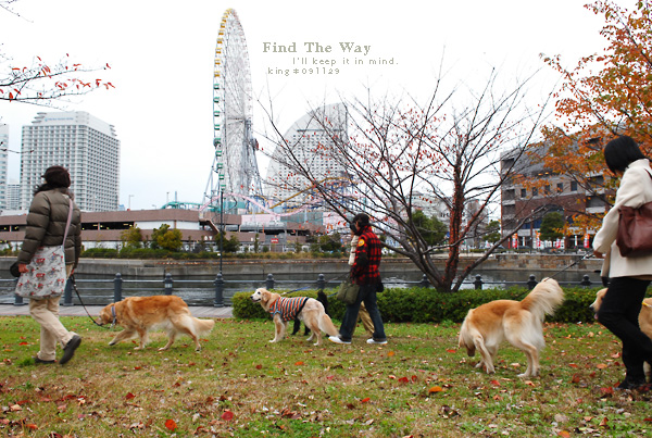 【犬的散歩日和】横浜・汽車道　１／２ 〜 レールを辿って_f0054594_712942.jpg