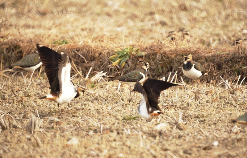 12月30日　撮り（鳥）納めは、田んぼで・・・_b0078795_22512349.jpg