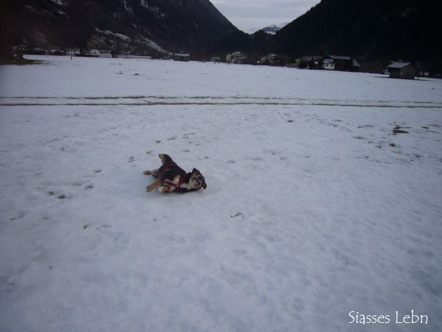 冬の散策　雪原を駆けるルンピ_e0088895_17575545.jpg