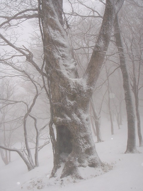 台高山系　マナコ谷リベンジ_c0147398_13134233.jpg