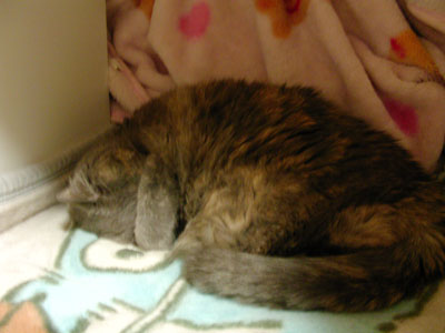 c0032212_20371.jpg
