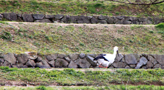 コウノトリの郷公園_e0048413_13345488.jpg