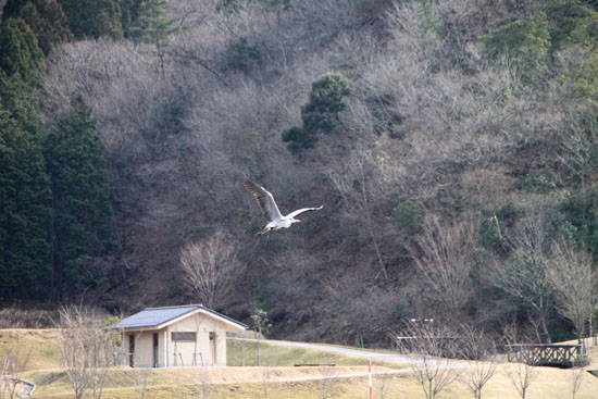 コウノトリの郷公園_e0048413_13351811.jpg