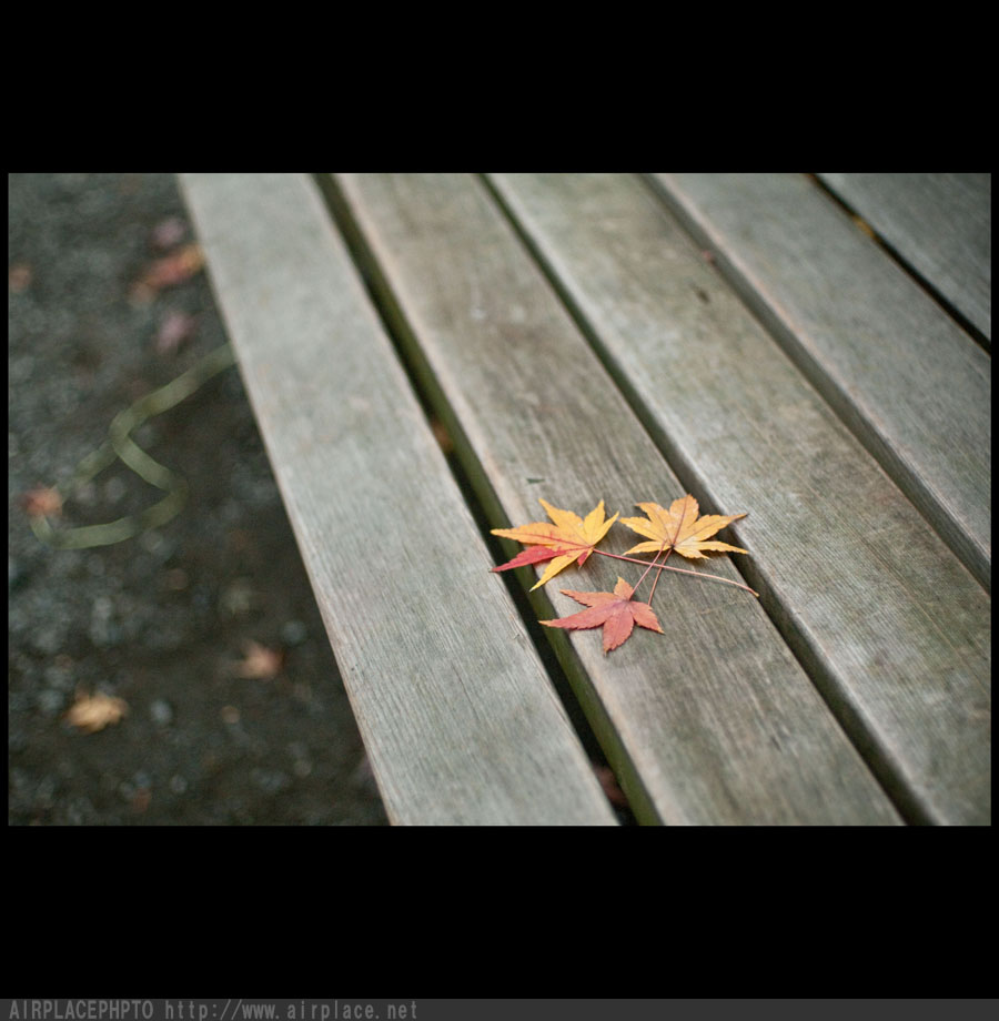 今年最後の紅葉特集　～円覚寺～_f0086721_1823465.jpg