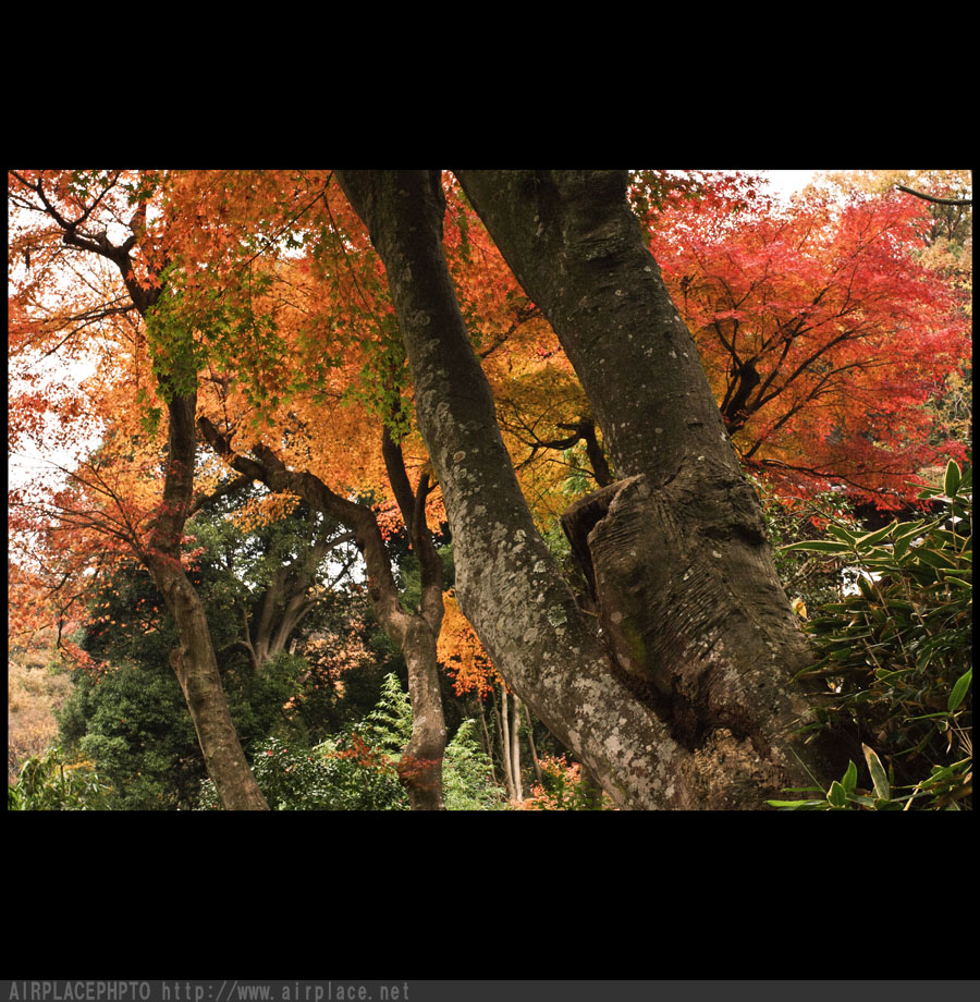 今年最後の紅葉特集　～円覚寺～_f0086721_18284973.jpg