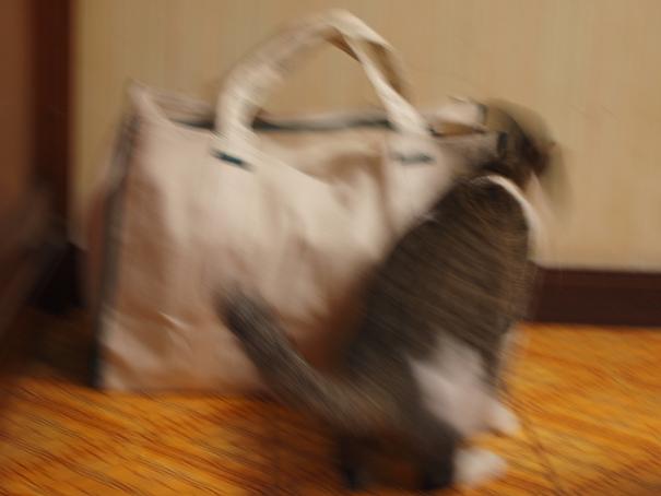 しじみ通信 2009年大晦日_c0160822_17234748.jpg
