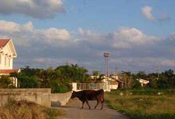 a0147023_19571838.jpg