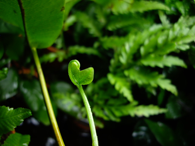 Pol/ｓｐ.Iquitos(松)　♯3_d0150727_2144763.jpg