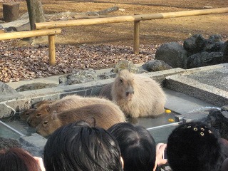 埼玉県こども動物自然公園_f0202231_1344291.jpg