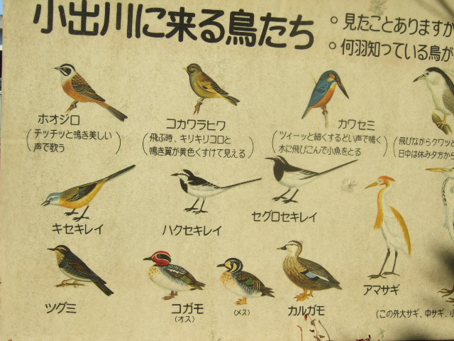 今年最後の投稿....カモの水浴び_b0137932_12171411.jpg