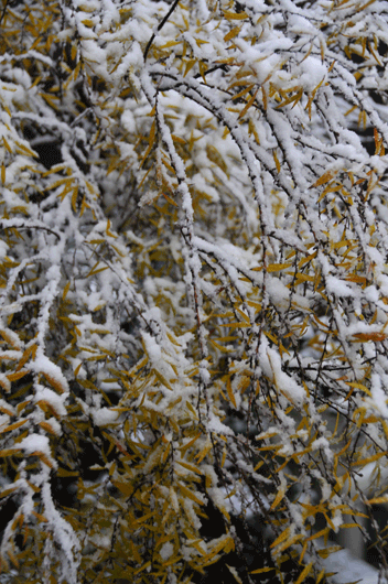 c0093046_1422342.gif