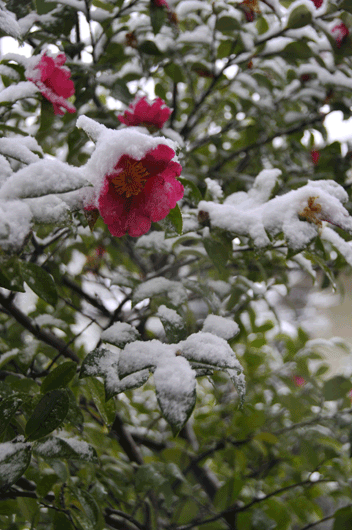 c0093046_14224717.gif