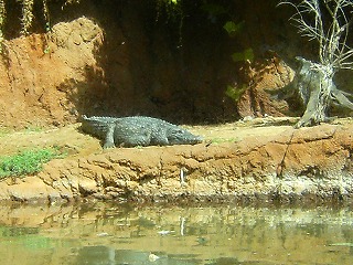 出会いの旅ー5日目　 ホノルル動物園⑤：サバンナ（ナイル　クロコダイル） _e0137353_11544339.jpg