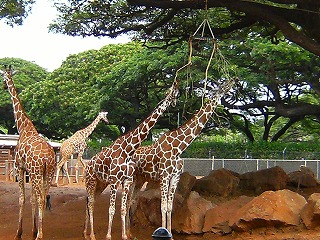 出会いの旅ー5日目　 ホノルル動物園⑥：サバンナ；きりん～  _e0137353_23391379.jpg