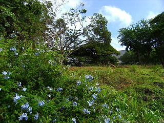 出会いの旅ー5日目　 ホノルル動物園⑥：サバンナ；きりん～  _e0137353_234105.jpg