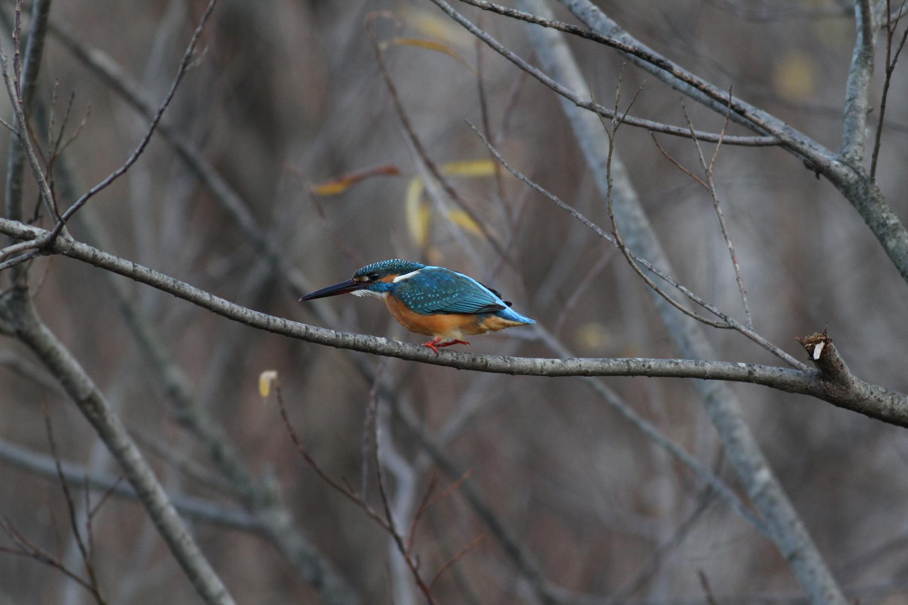 鳥の撮り納めはカワセミ_a0142459_21501655.jpg