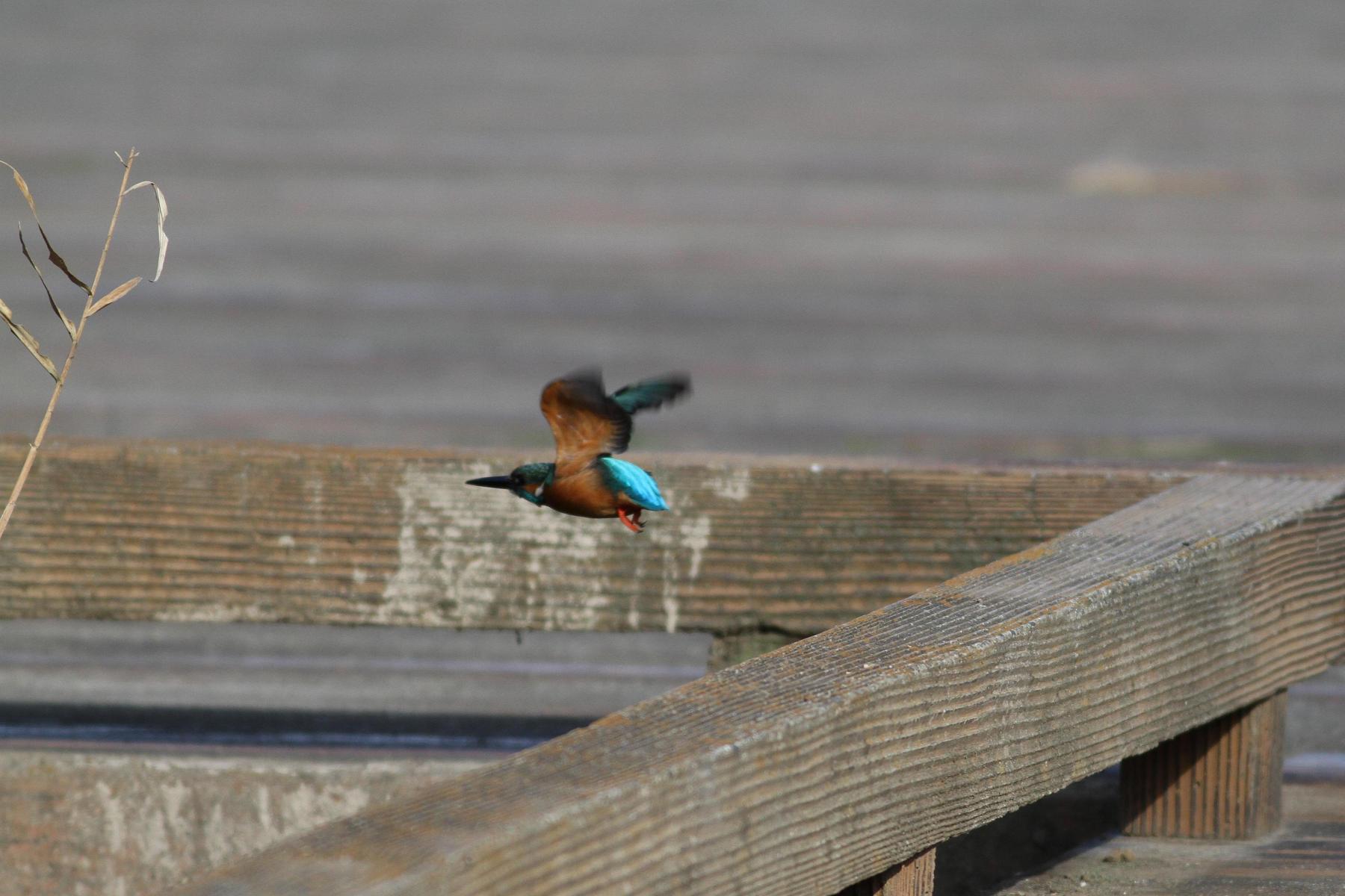 鳥の撮り納めはカワセミ_a0142459_21511279.jpg