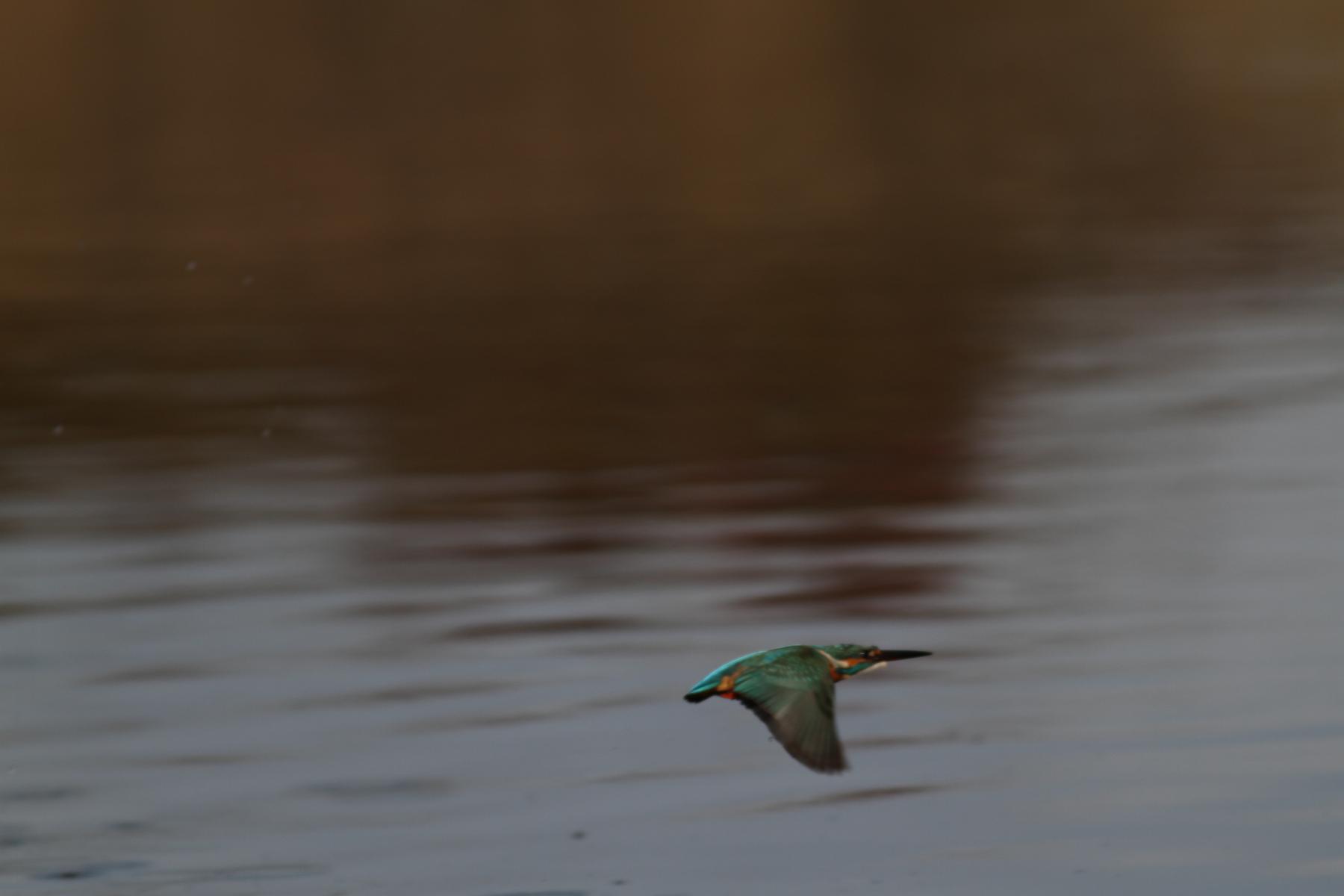 鳥の撮り納めはカワセミ_a0142459_21572744.jpg