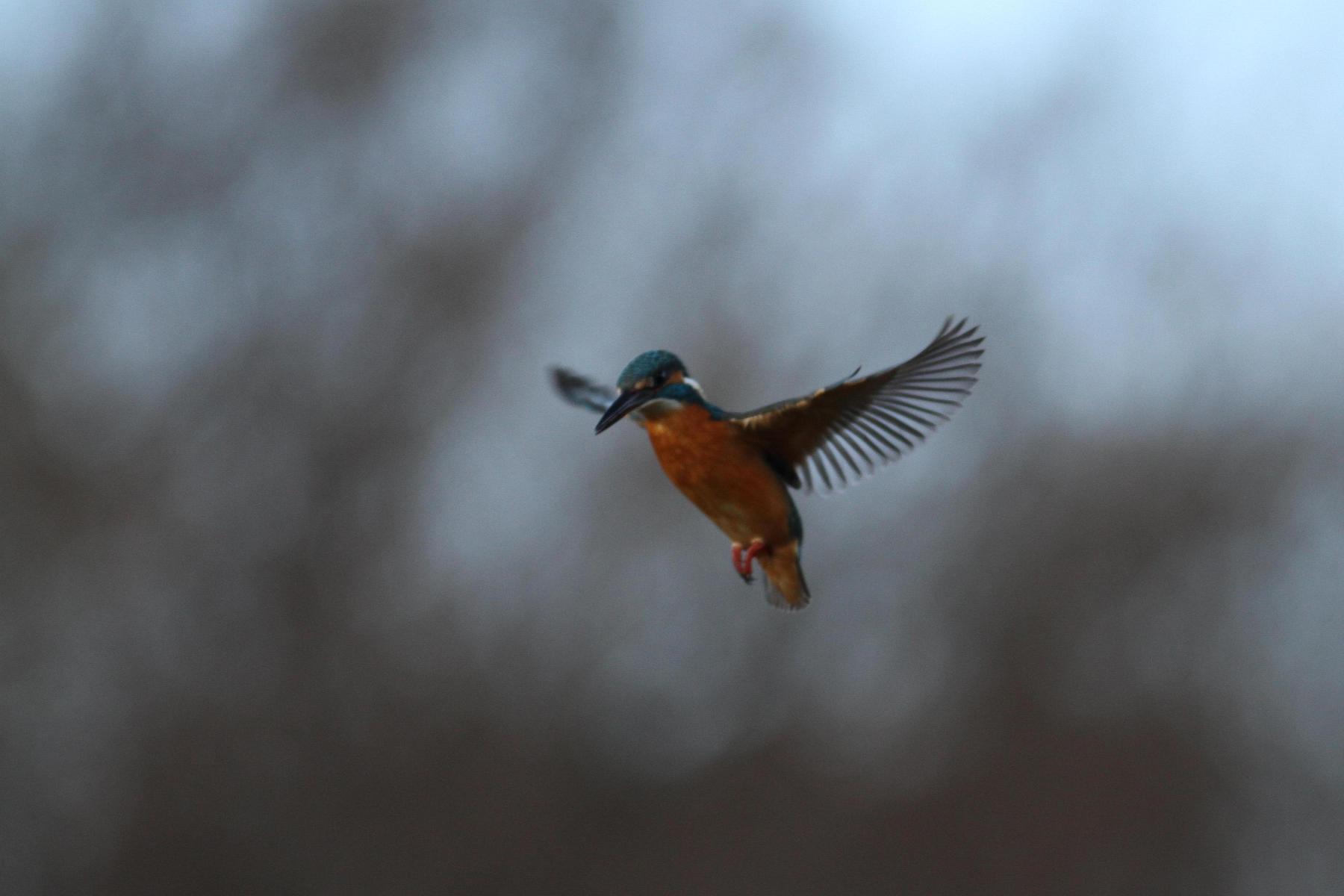 鳥の撮り納めはカワセミ_a0142459_229960.jpg