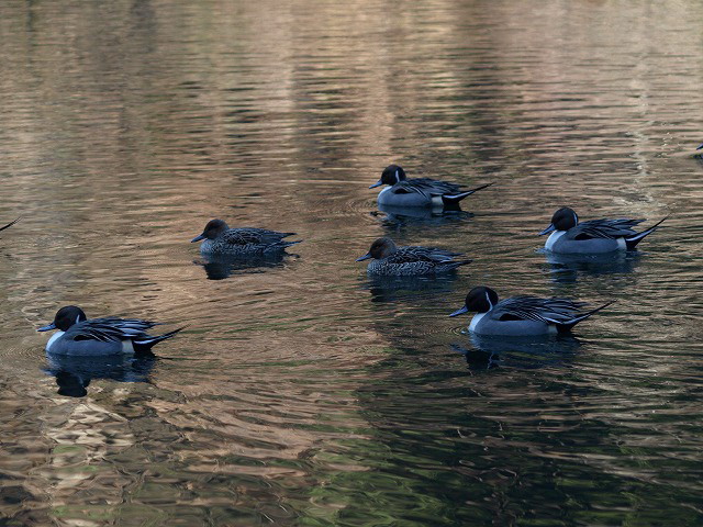 d0054276_1339280.jpg