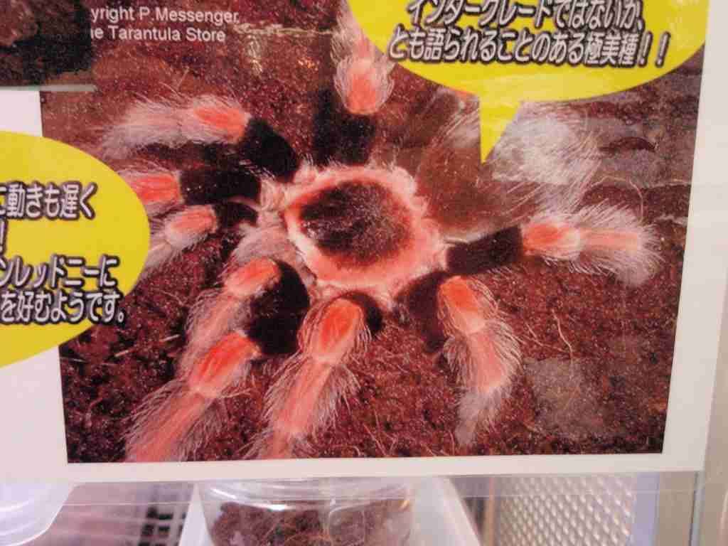 今年も大変お世話になりました みなとペポニスタッフブログ 今年も大変お世話になりました みなとペポニスタッフブログ